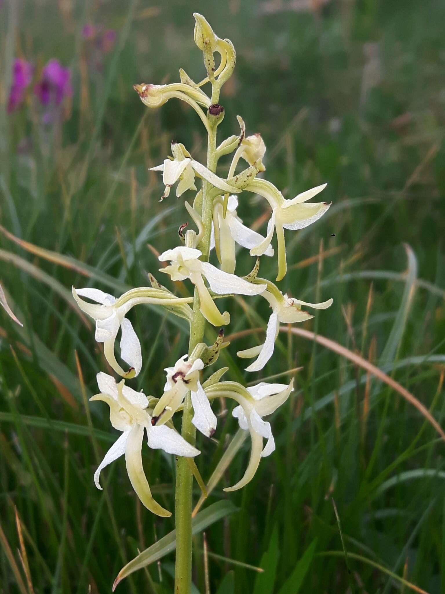 Image of lesser butterfly-orchid