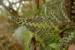 Image of iron fern