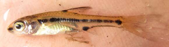 Image of Blackback barb