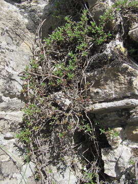 Image of Thymus daghestanicus Klokov & Des.-Shost.