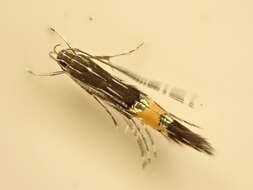 Image of Cosmopterix attenuatella Walker 1864