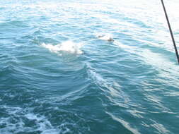 Image of Hector's Dolphin
