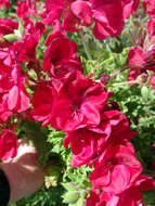 Image of regal pelargonium