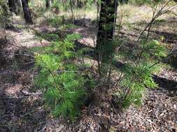 Image of Lomatia silaifolia (Sm.) R. Br.