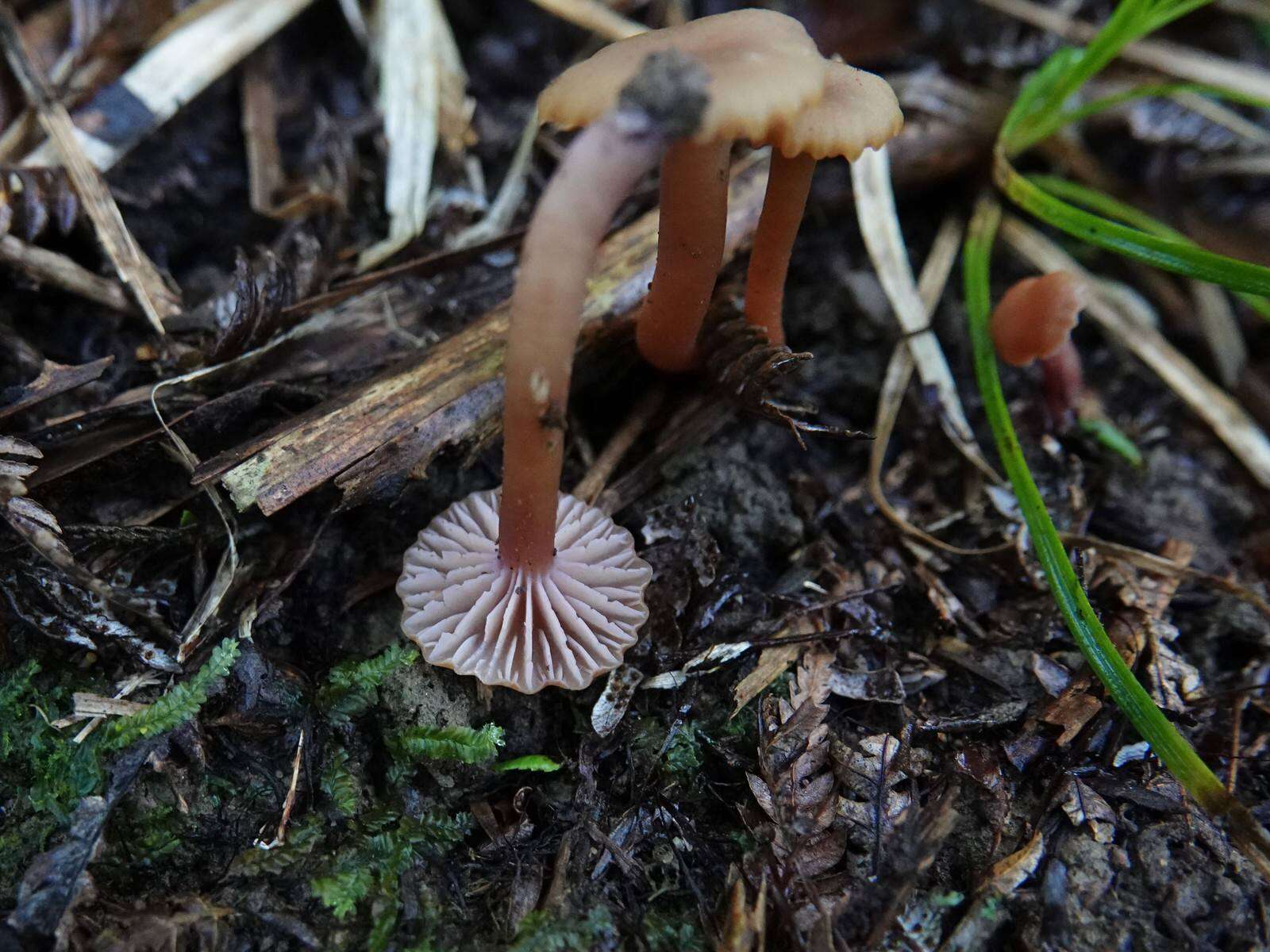 Hygrocybe lilaceolamellata (G. Stev.) E. Horak 1971的圖片