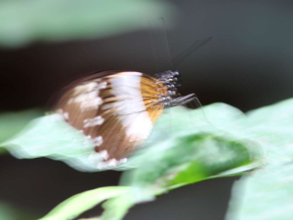 Image of Common White-banded Swallowtail