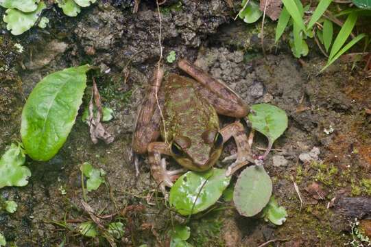 Слика од Meristogenys kinabaluensis (Inger 1966)