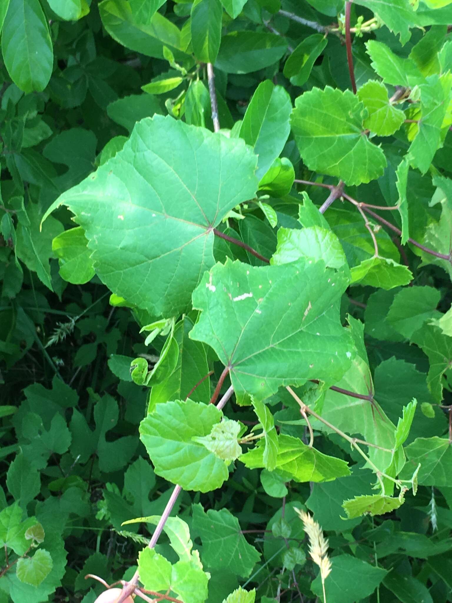 Image of graybark grape