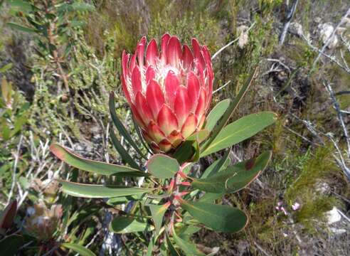 Plancia ëd Protea obtusifolia Buek ex Meissn.