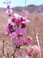 Sivun Koehneria madagascariensis (Baker) S. A. Graham, H. Tobe & P. Baas kuva