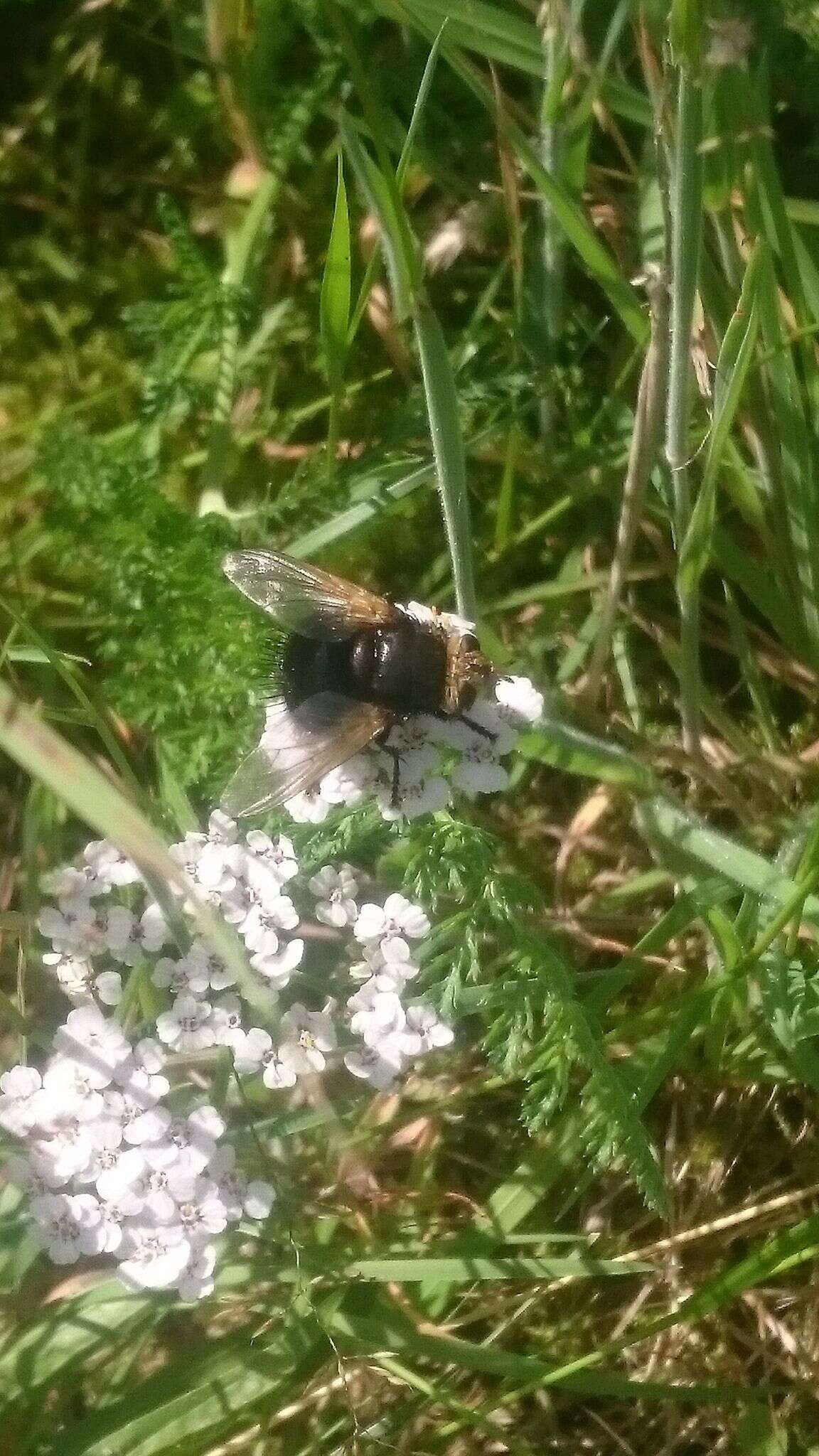 Image de Tachina grossa (Linnaeus 1758)