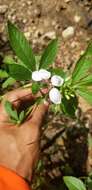 Image of Cleome guaranitica (Chod. & Hassl.) Briquet