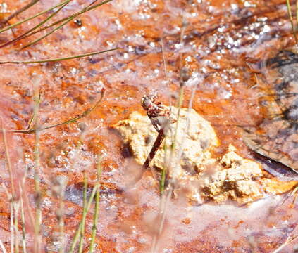 Image of Archaeosynthemis orientalis Tillyard 1910