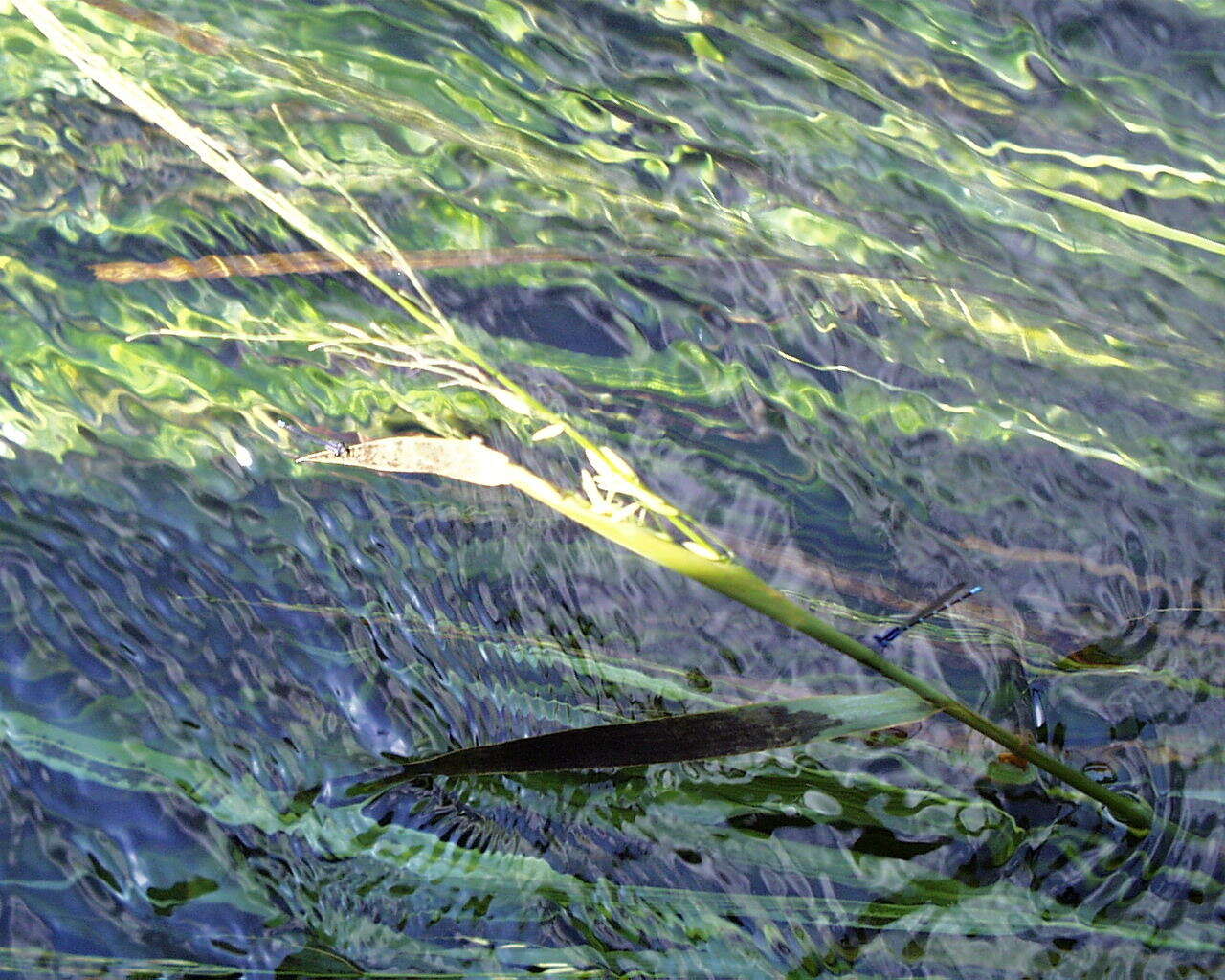 Image of Texas Wild Rice