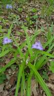 Image of Virginia spiderwort