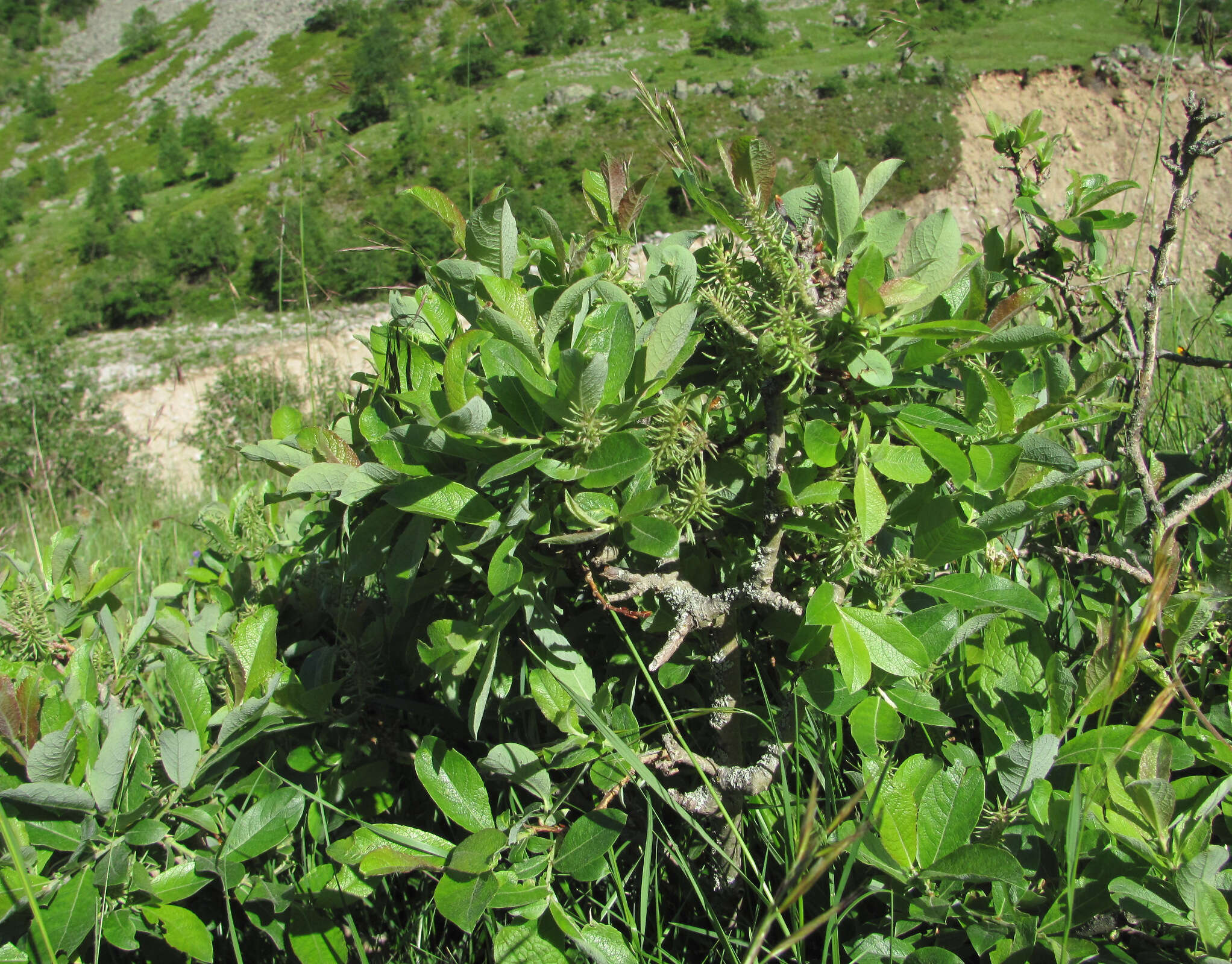 Image of Salix pseudodepressa A. Skvorts.