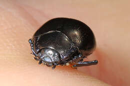 Image of Chrysolina (Allhypericia) inornata (Rogers 1856)