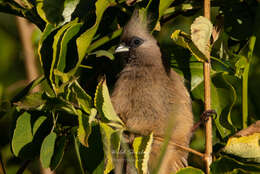 Colius striatus rhodesiae Grant, Chb & Mackworth-Praed 1938 resmi