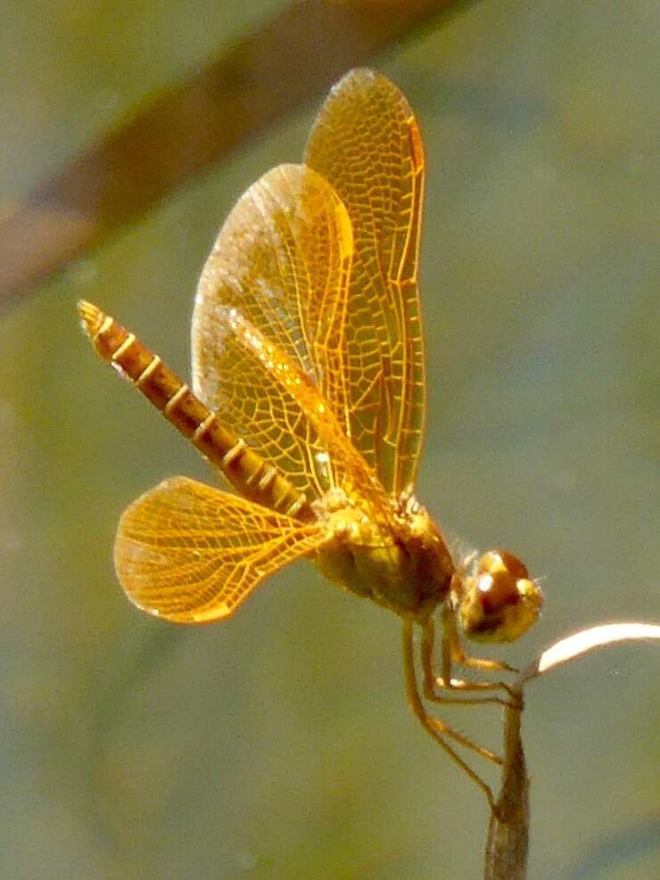 Image of Mexican Amberwing