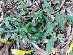 Image of Commelina obliqua Vahl