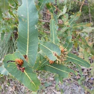 Image of Hakea amplexicaulis R. Br.