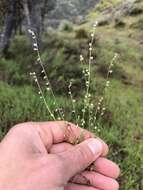 Image of sandweed