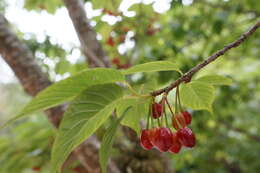 Imagem de Prunus campanulata Maxim.