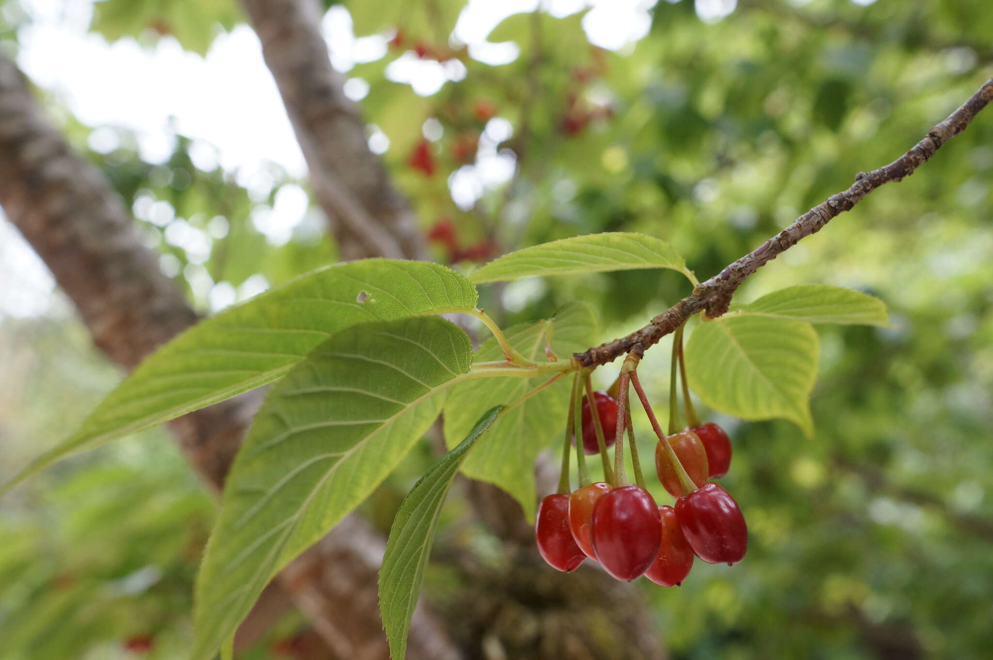 Prunus campanulata Maxim. resmi