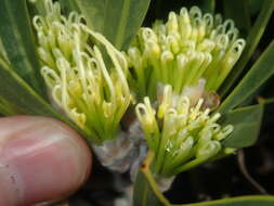 Imagem de Hakea eneabba Haegi