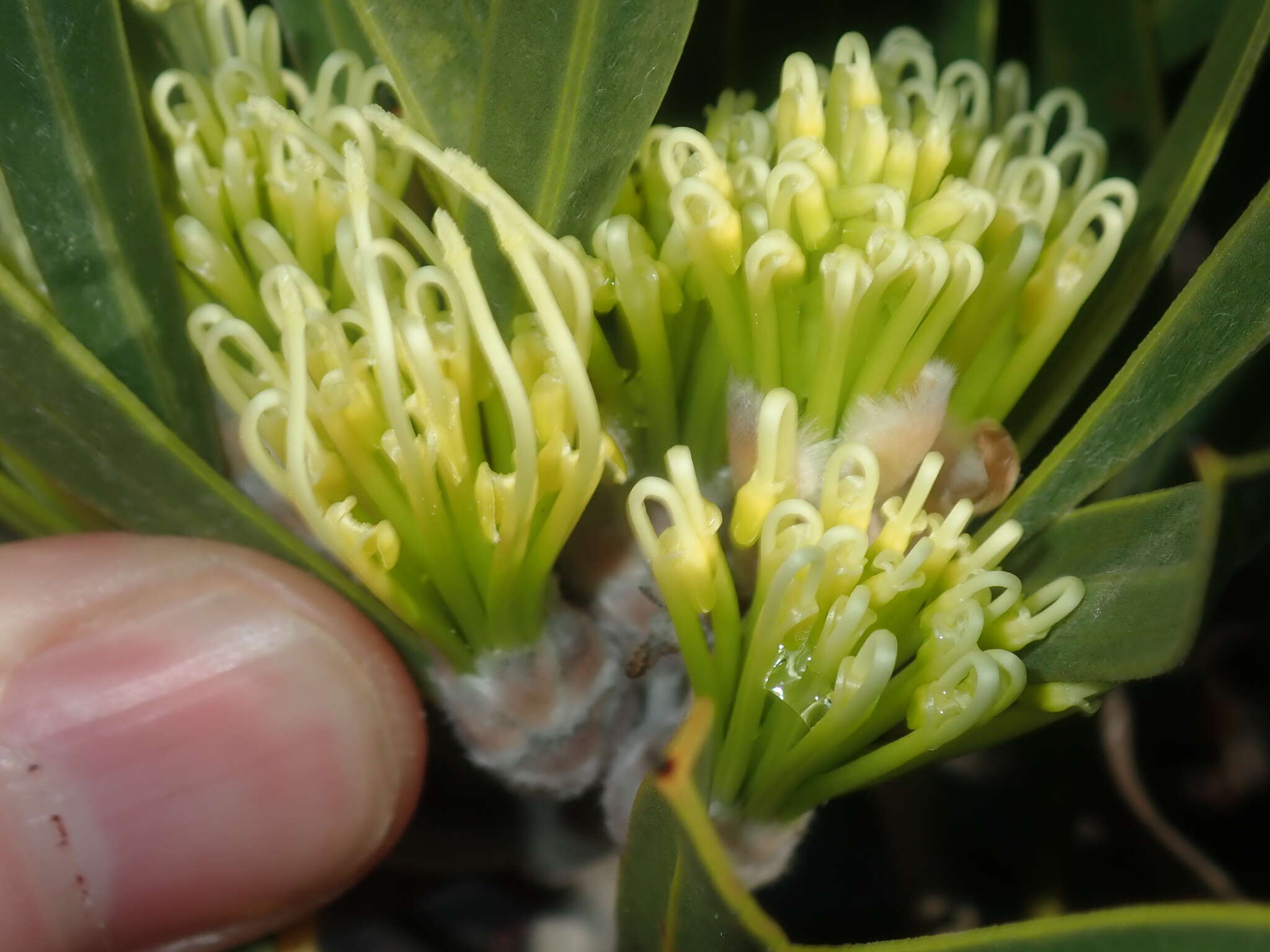 Imagem de Hakea eneabba Haegi