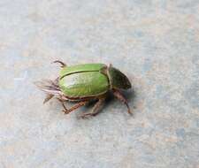 Image of Beetle