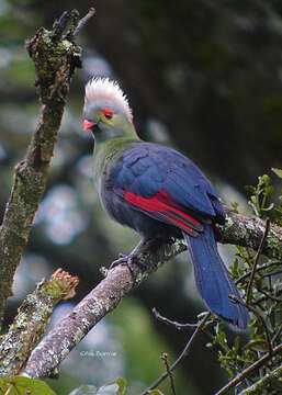 Image of Prince Ruspoli's Turaco