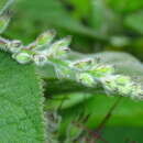 Image of Uroskinnera hirtiflora Hemsl.