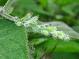 Image de Uroskinnera hirtiflora Hemsl.