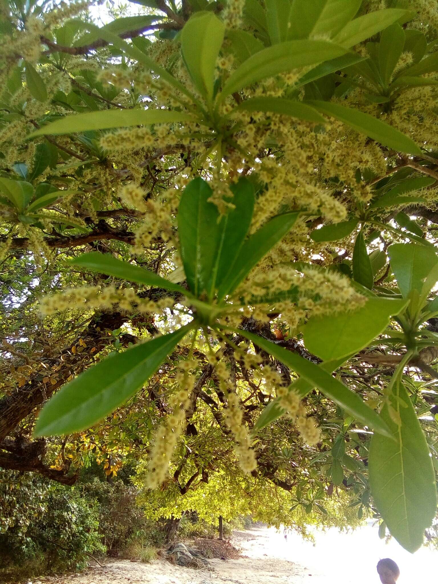 Sivun Terminalia scutifera Planch. ex M. Laws. kuva