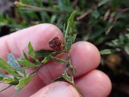 Image of Dodonaea procumbens F. Müll.