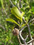 Image de Anacolosa pervilleana Baill.