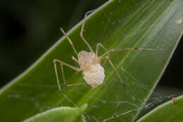 Image of Scytodes pallida Doleschall 1859