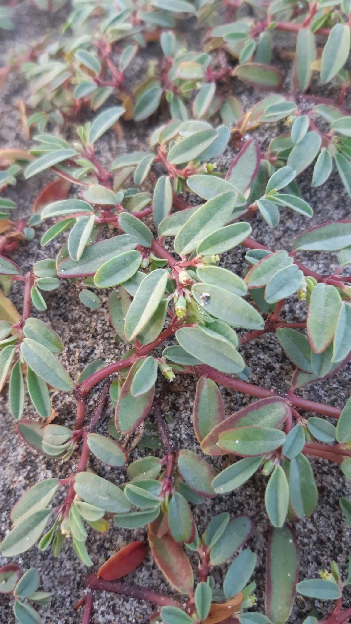 Image of Euphorbia incerta Brandegee