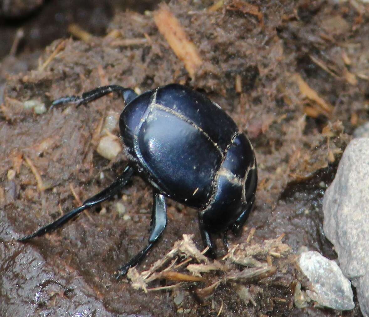 Image of Scarab beetle