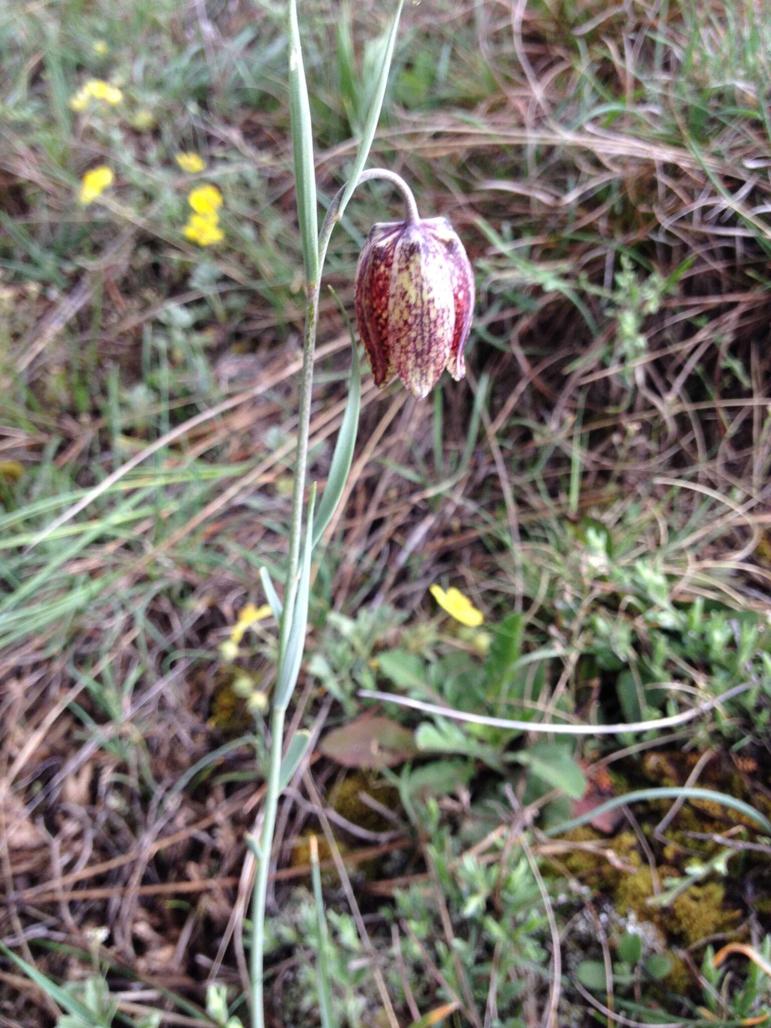 Image of Fritillaria montana Hoppe ex W. D. J. Koch