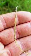 Image of Paraguayan windmill grass