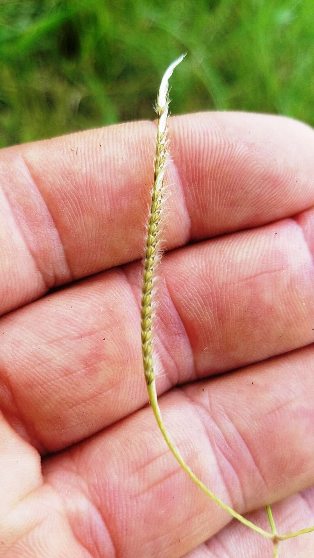 Image of Paraguayan windmill grass