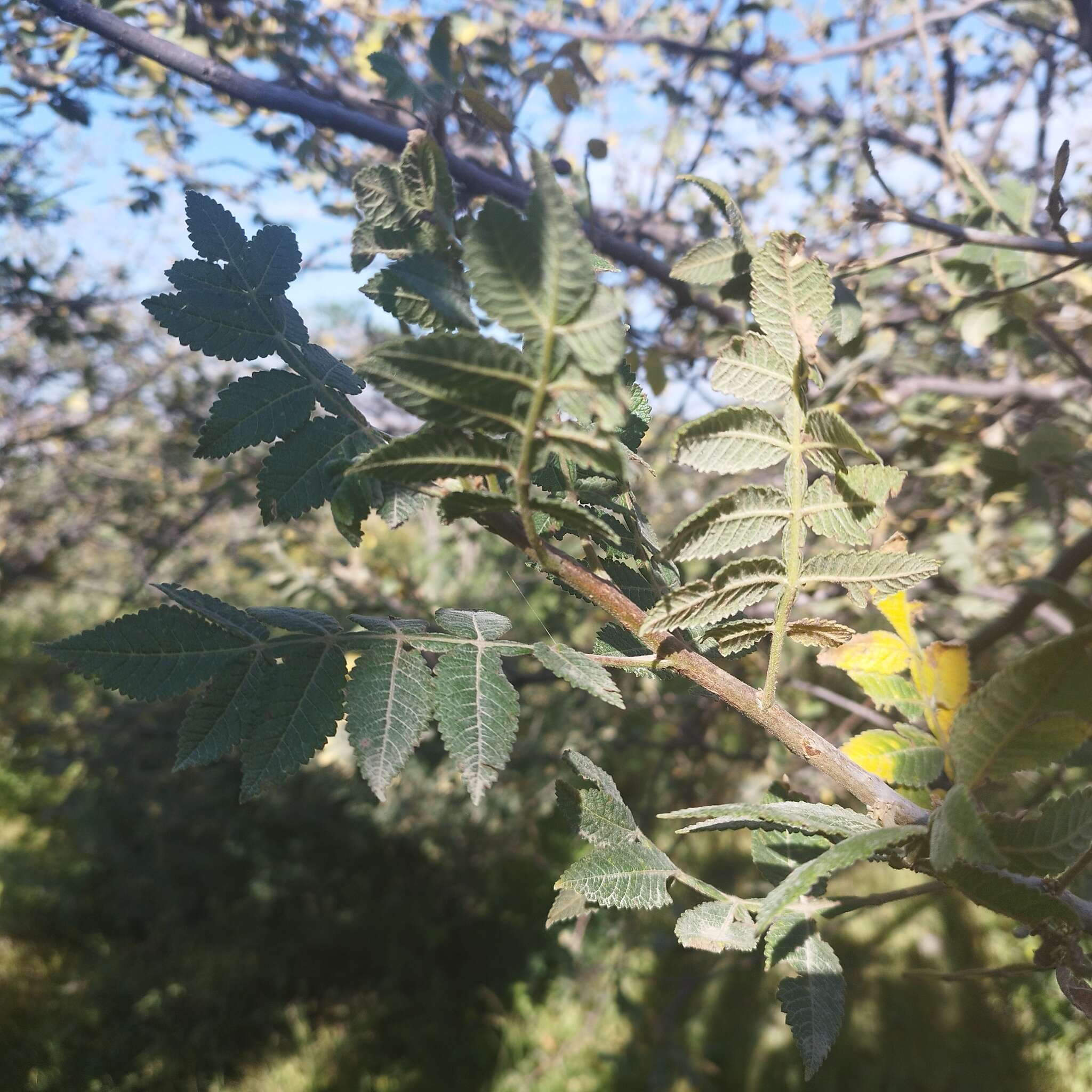 Image de Bursera palmeri S. Wats.