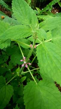 Слика од Stachys mexicana Benth.