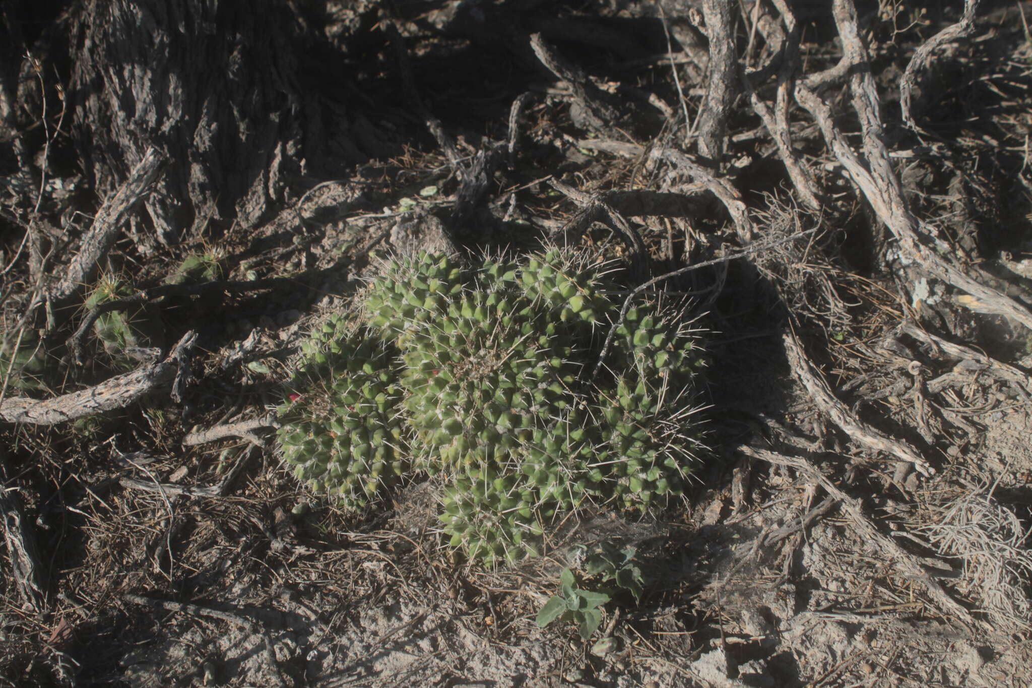 صورة Mammillaria compressa subsp. centralifera (Repp.) D. R. Hunt