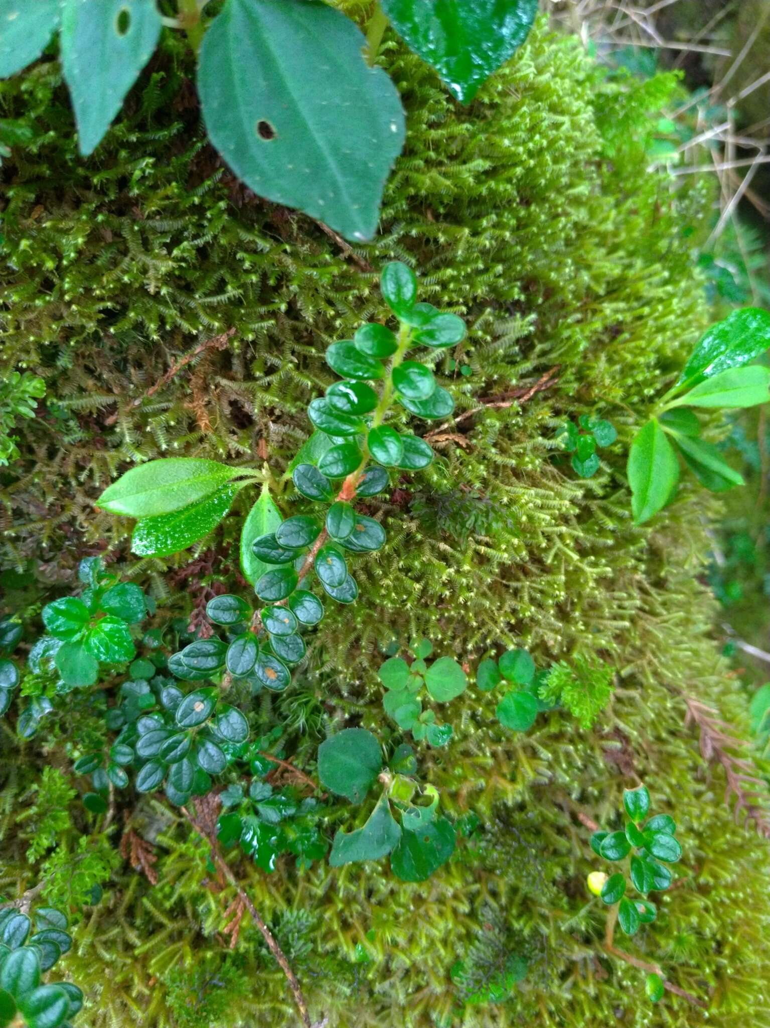 Image of Vaccinium delavayi subsp. merrillianum (Hayata) R. C. Fang