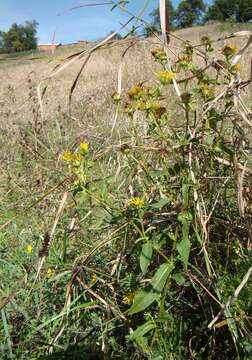 Image of British yellowhead