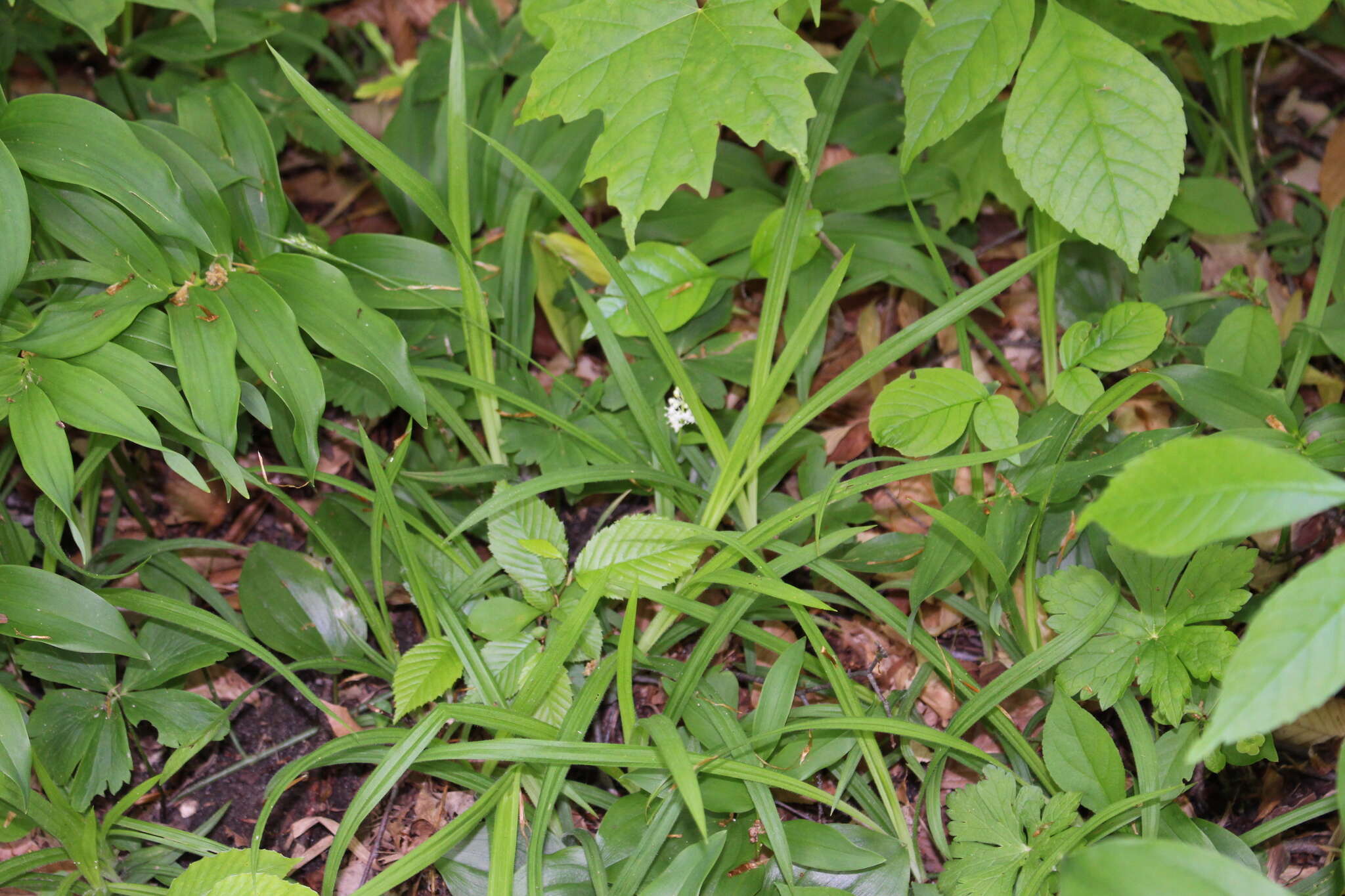 Image of Hitchcock's sedge