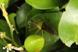 Image of Amblypelta nitida Stål 1873